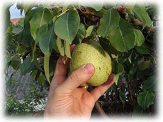 L’arbre et ses fruits : l’être et le faire - Samedi de la 23e semaine du Temps ordinaire.