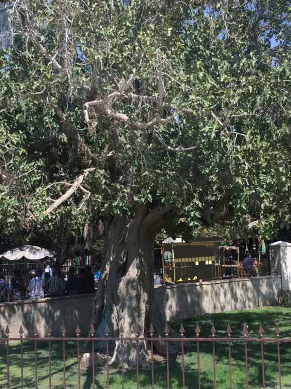 Sycomore à Jéricho semblable à celui sur lequel Zachée était monté (Crédits photo  H. Giguère) Sycomore à Jéricho semblable à celui sur lequel Zachée était monté (Crédits photo  H. Giguère)