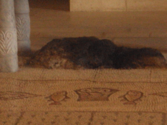 Mosaïque dans l'église de Tabgha réputée pour être le lieu de la multiplication des pains (Crédits photo : H. Giguère) Mosaïque dans l'église de Tabgha réputée pour être le lieu de la multiplication des pains (Crédits photo : H. Giguère)