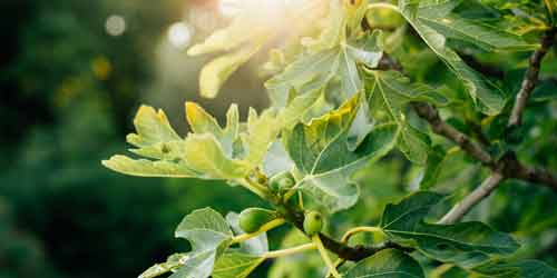 Un figuier qui verdit en Palestine (Domaine public) Un figuier qui verdit en Palestine (Domaine public)