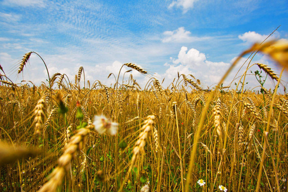 Crédits photo : Paroisse de Saint Tropez Crédits photo : Paroisse de Saint Tropez