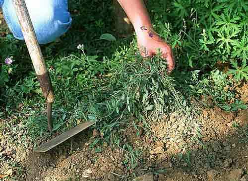 Publicité pour le jardinage "Les mauvaises herbes doivent être tenues éloignées de votre pelouse. Si vous ne retirez pas les mauvaises herbes, elles vont envahir votre pelouse jusqu’à la transformer en jardin de mauvaises herbes. "