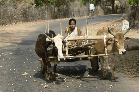 Jeune fille sur un char à bœufs réunis par un joug, district d'Umaria, Madhya Pradesh, Inde. Crédit photo : Wikimedia Commons Date 2012 par Yann.