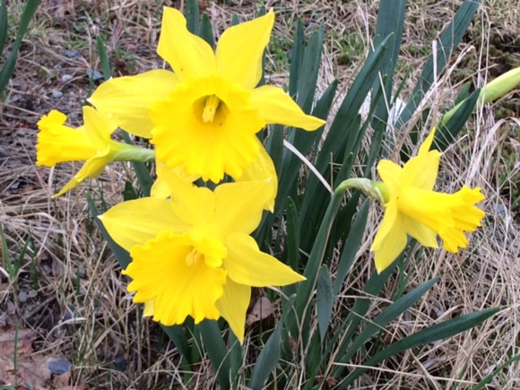 Crédtis photo : H. Giguère Crédtis photo : H. Giguère