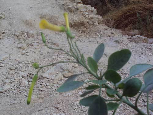 Une fleur dans le désert au Wadi Qelt au pied du Monastère St-Georges en Israël (Photo H. Giguère)