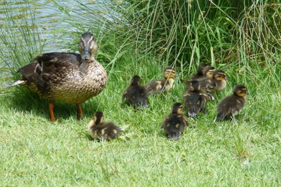 La mère cane et ses petits (Crédits photo H. Giguère) La mère cane et ses petits (Crédits photo H. Giguère)