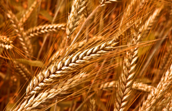 Homélie pour le 5e dimanche du Carême Année B  « Si le grain de blé ne meurt... »