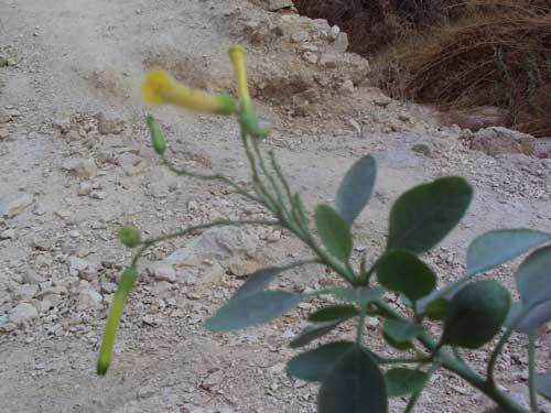 Petite fleur dans le désert de Juda en Terre Sainte (Crédits photo : H. Giguère)
