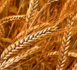 Homélie pour le 5e dimanche du Carême Année B  « Si le grain de blé ne meurt... »